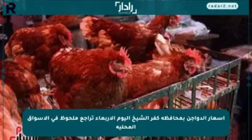 أسعار الدواجن بمحافظة كفر الشيخ اليوم الأربعاء تراجع ملحوظ في الأسواق المحلية